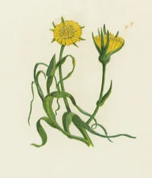 Yellow Goat